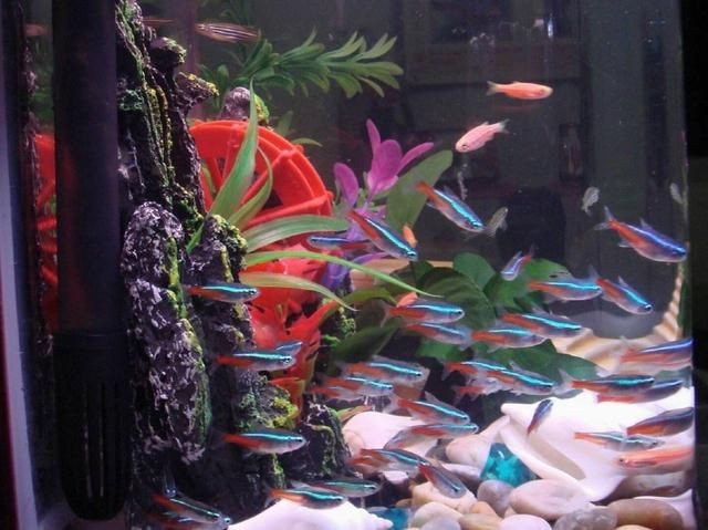 玻璃膠魚缸能用幾年：如何延長魚缸玻璃膠的使用壽命