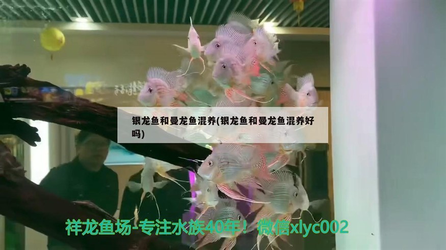 銀龍魚和曼龍魚混養(銀龍魚和曼龍魚混養好嗎)