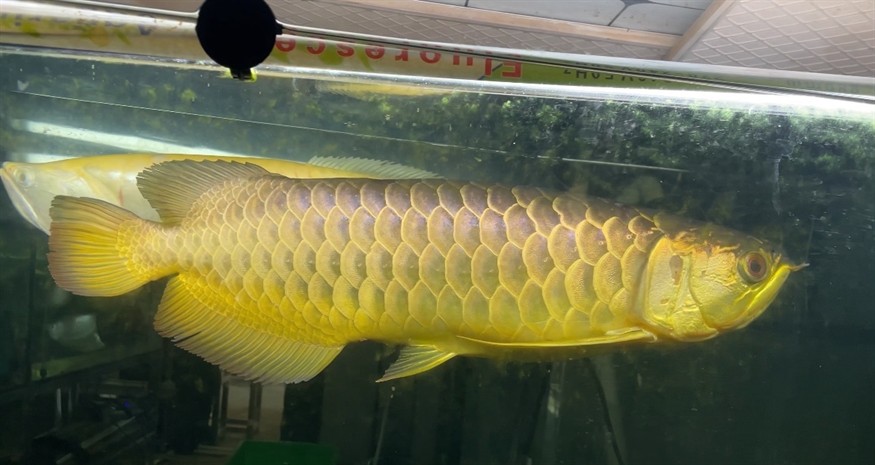 有想要一起交流龍魚虎魚心得的嗎