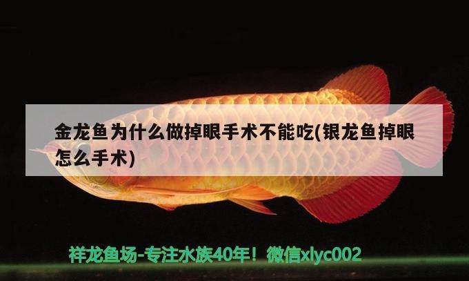 金龍魚為什么做掉眼手術不能吃(銀龍魚掉眼怎么手術)