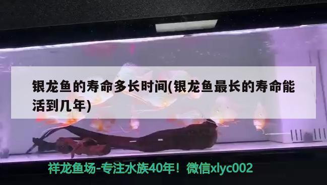 銀龍魚的壽命多長時間(銀龍魚最長的壽命能活到幾年)