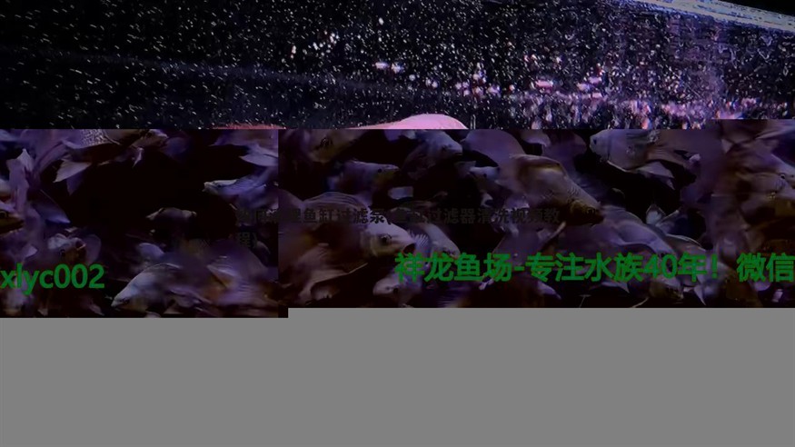 銀龍魚和曼龍魚混養(yǎng)(銀龍魚會不會吃曼龍)