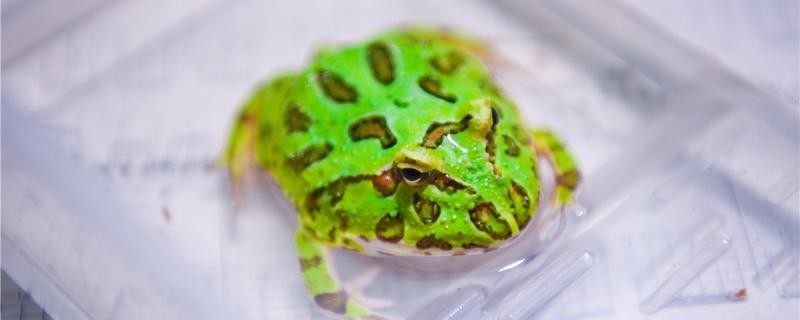角蛙剛到家怎么辦