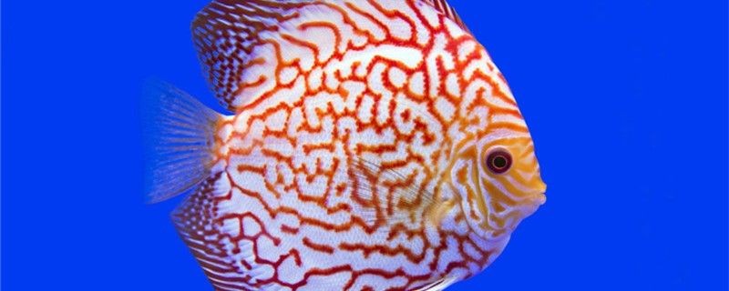 七彩魚4個月能長多大8個月能長多大