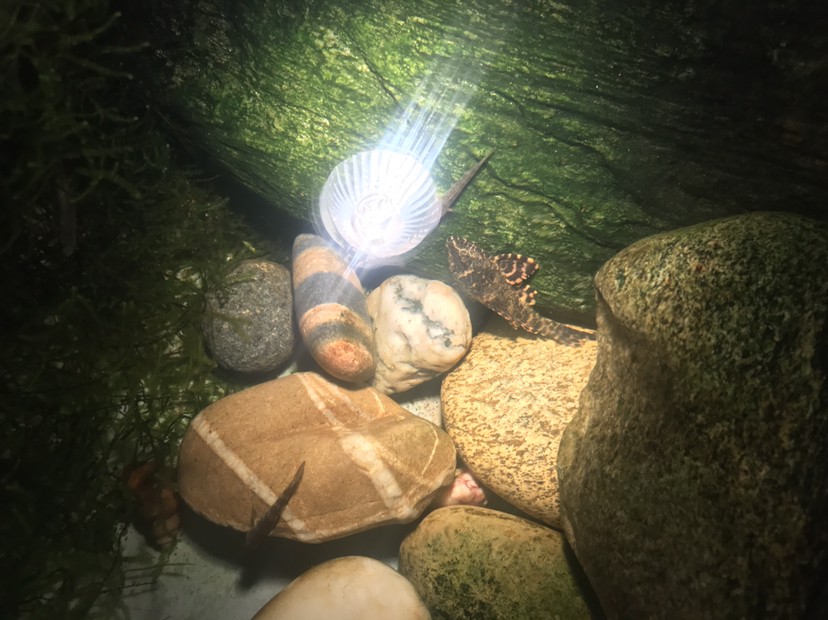 蝦虎原生魚