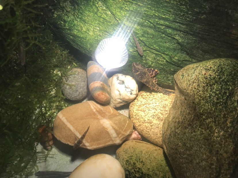 蝦虎原生魚