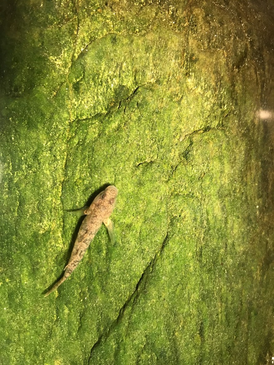蝦虎原生魚