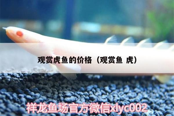 觀賞虎魚的價格（觀賞魚虎）
