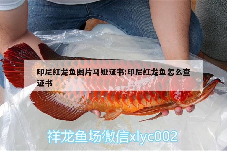 印尼紅龍魚圖片馬婭證書:印尼紅龍魚怎么查證書