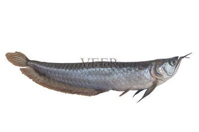 龍魚上色技巧