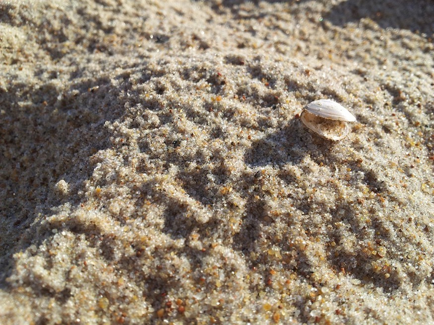 龍魚(yú)配虎魚(yú)的寓意是什么呢(龍魚(yú)和虎魚(yú)打架的解決辦法)