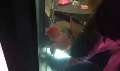 龍魚的營養(yǎng)成分及功效