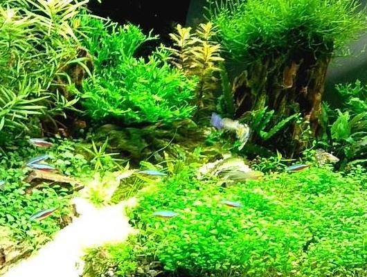 歷城區(qū)康虹寵物用品銷售中心（歷城區(qū)康虹寵物用品銷售中心地址）