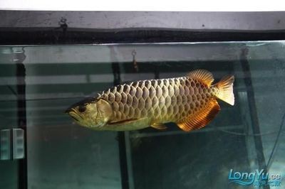 金龍魚高背和過背的區別在哪