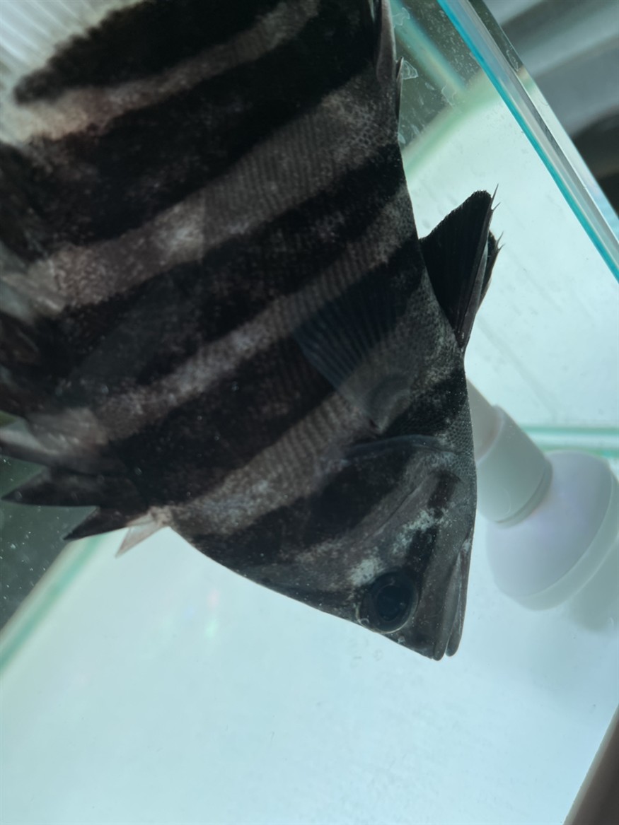 幫忙看一下這個虎魚怎么回事呀