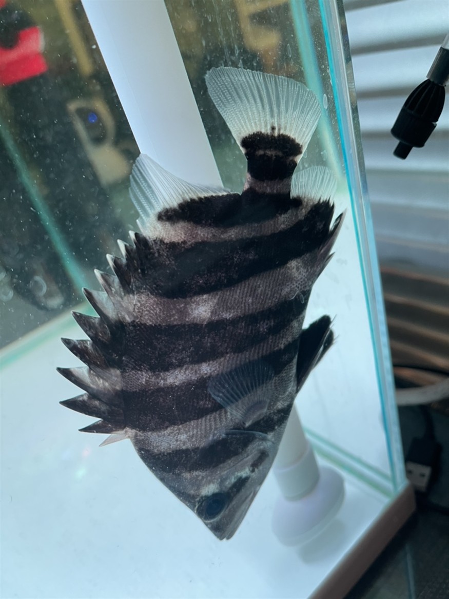 幫忙看一下這個虎魚怎么回事呀