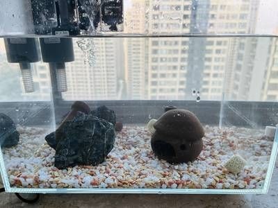 大魚魚缸怎么布景:大魚魚缸布景方法 魚缸百科 第1張 大魚魚缸怎么布景:大魚魚缸布景方法 大魚魚缸怎么布景:大魚魚缸布景方法 魚缸百科 第1張