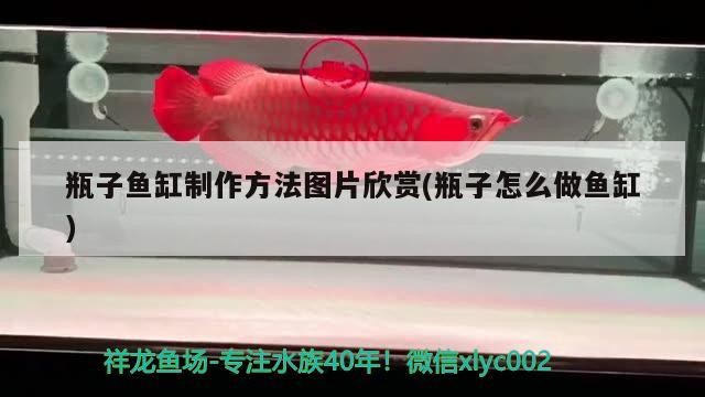 六十公分的大虎魚