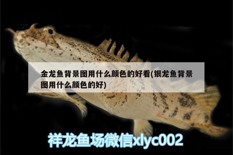 魚(yú)缸用增氧泵價(jià)格是多少:魚(yú)缸增氧機(jī)-xtrac增氧機(jī)-xtrac增氧機(jī) 金龍魚(yú)背景圖用什么顏色的好看(銀龍魚(yú)背景圖用什么顏色的好) 銀龍魚(yú)百科 金龍魚(yú)背景圖用什么顏色的好看(銀龍魚(yú)背景圖用什么顏色的好) 金龍魚(yú)背景圖用什么顏色的好看(銀龍魚(yú)背景圖用什么顏色的好) 銀龍魚(yú)百科