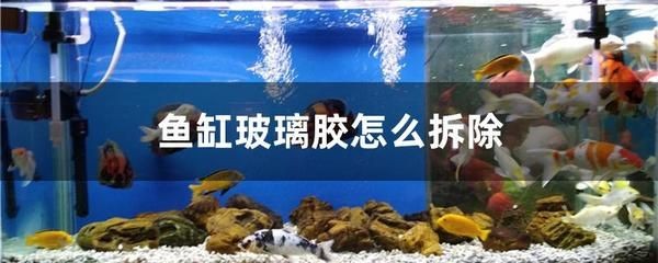 玻璃粘的魚缸怎么拆除：如何拆除魚缸玻璃膠