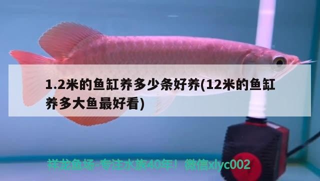 1.2米的魚缸養多少條好養(12米的魚缸養多大魚最好看)