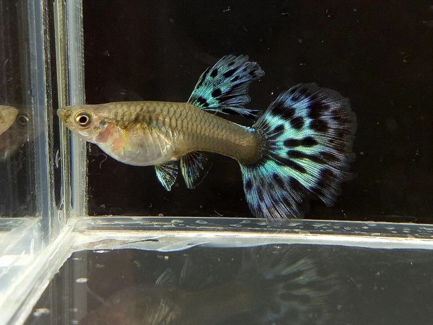 龍魚是淡水魚還是海魚啊視頻（關于龍魚的問題）
