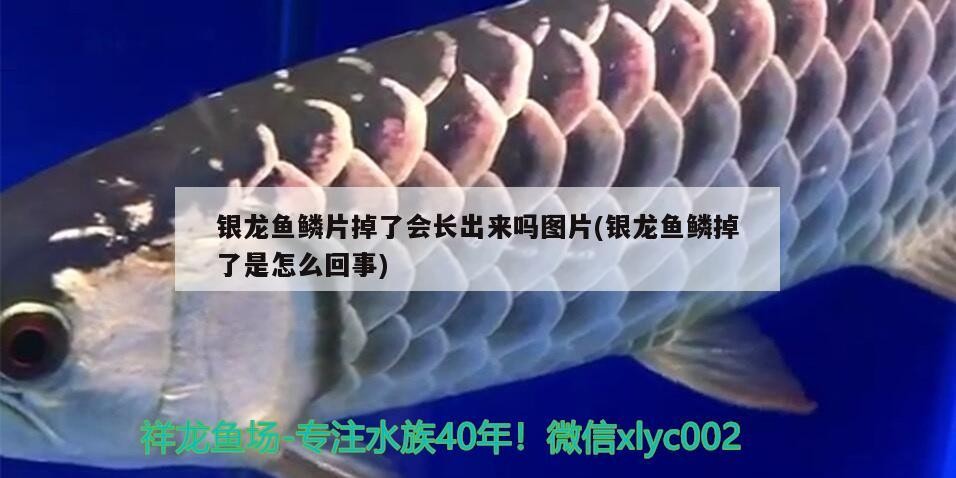 銀龍魚鱗片掉了會(huì)長(zhǎng)出來(lái)嗎圖片(銀龍魚鱗掉了是怎么回事)