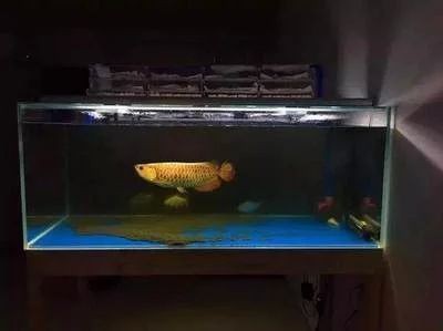 龍魚的養殖溫度和濕度是多少度的
