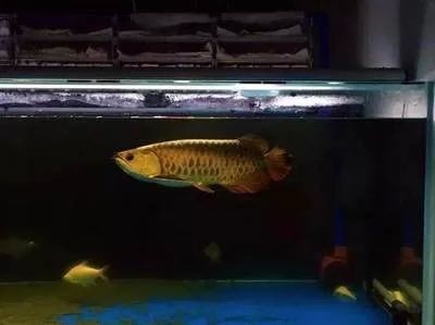 龍魚的養殖溫度和濕度是多少度的