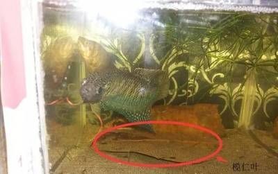 生肖龍養什么魚好一點