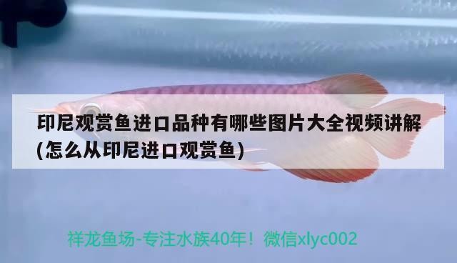 虎魚(yú)與羅漢