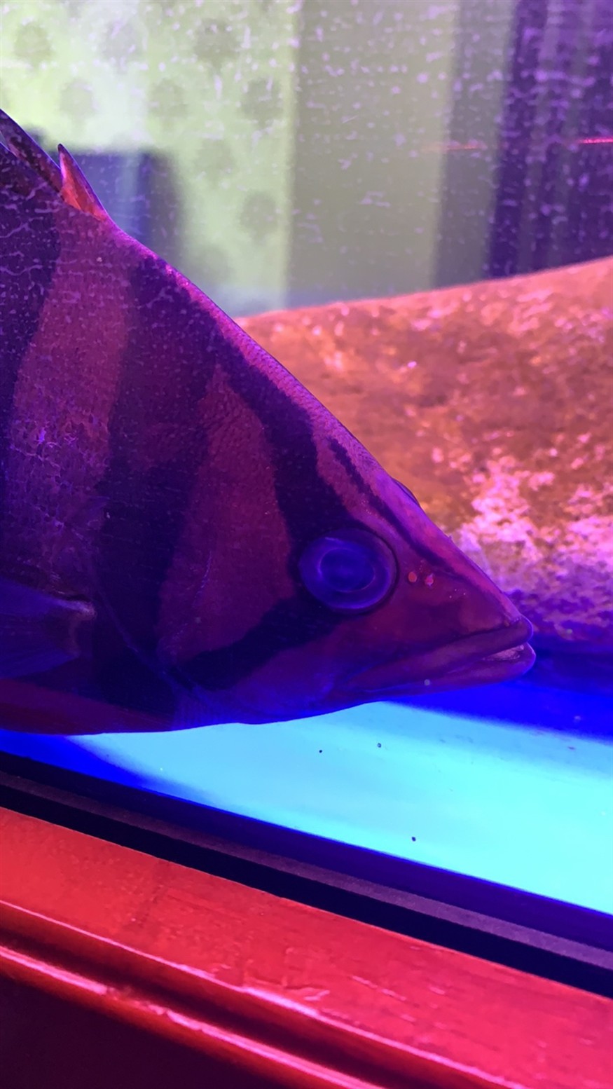 神奇的治療虎魚蒙眼過程