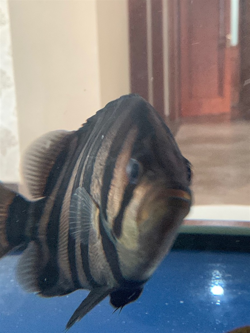 神奇的治療虎魚蒙眼過程