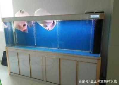 1.2米長的魚缸養多少魚合適：1.2米長的魚缸養多少魚合適，魚缸養多少魚合適