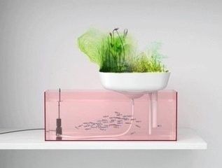 草魚為什么會跳出魚缸：如何防止草魚跳出魚缸