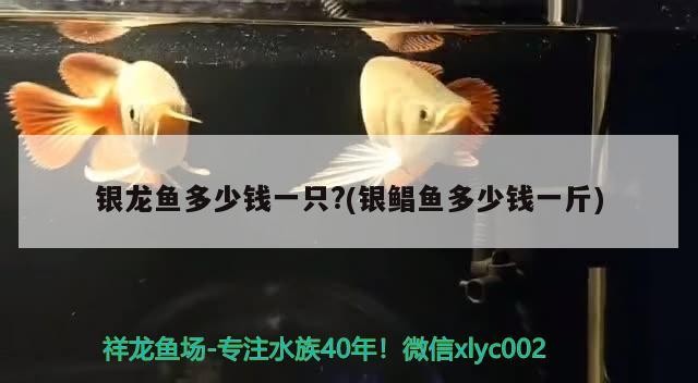魚缸 銀龍魚多少錢一只?(銀鯧魚多少錢一斤) 銀龍魚百科 銀龍魚多少錢一只?(銀鯧魚多少錢一斤) 銀龍魚多少錢一只?(銀鯧魚多少錢一斤) 銀龍魚百科