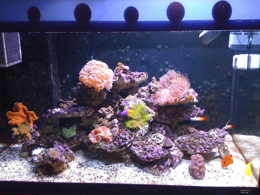 大型亞克力魚缸造景注意事項有哪些：大型亞克力魚缸造景的基本步驟