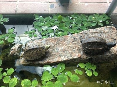 蚌可以養(yǎng)在魚缸么：蚌可以養(yǎng)在魚缸里嗎
