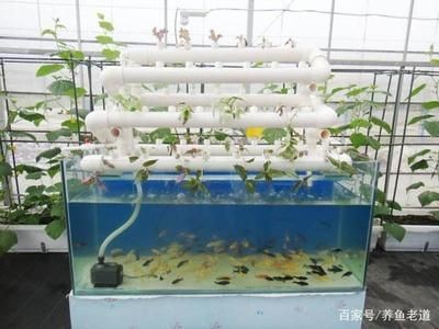 蚌可以養(yǎng)在魚缸么：蚌可以養(yǎng)在魚缸里嗎