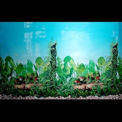 大魚缸背景紙怎么貼:貼大魚缸背景紙的詳細步驟及注意事項 魚缸百科 第1張 大魚缸背景紙怎么貼:貼大魚缸背景紙的詳細步驟及注意事項 大魚缸背景紙怎么貼:貼大魚缸背景紙的詳細步驟及注意事項 魚缸百科 第1張