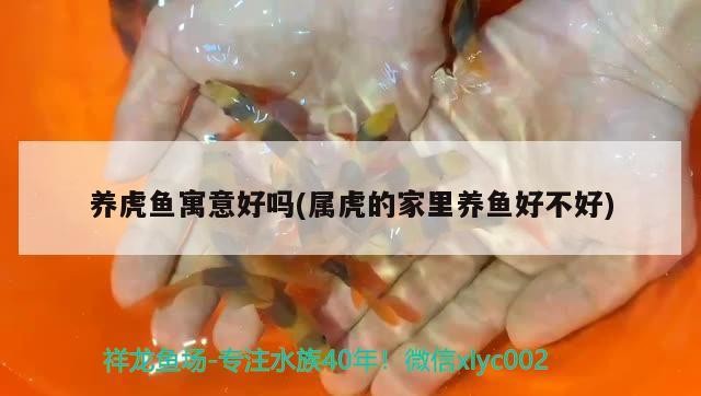 養虎魚寓意好嗎(屬虎的家里養魚好不好)
