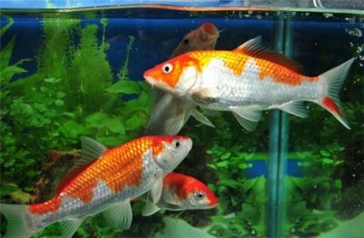 大廳魚缸擺放位置風水圖：大廳（客廳）魚缸擺放位置風水圖