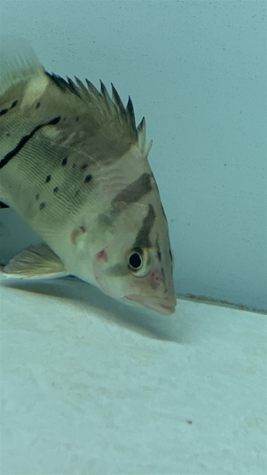 虎魚鰓蓋發(fā)紅