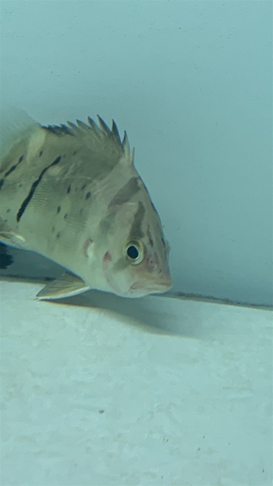 虎魚鰓蓋發(fā)紅