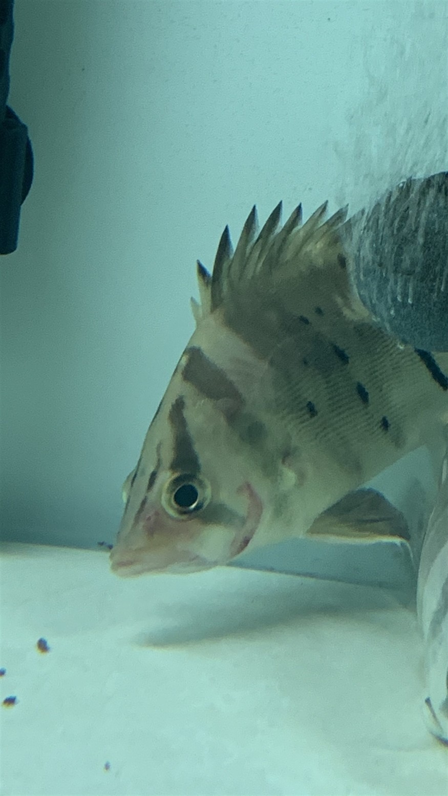 虎魚鰓蓋發(fā)紅