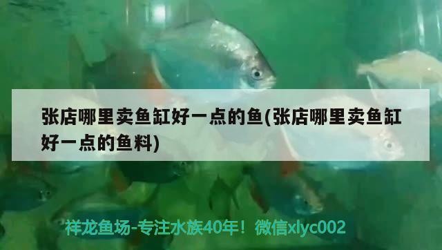 張店哪里賣魚缸好一點(diǎn)的魚(張店哪里賣魚缸好一點(diǎn)的魚料)