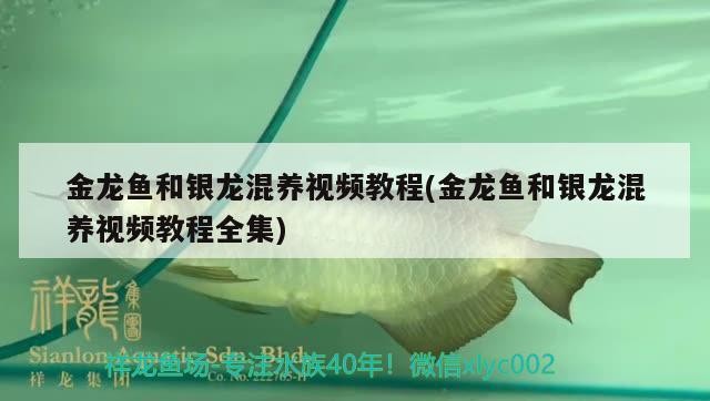 虎魚弟虎魚龍巔