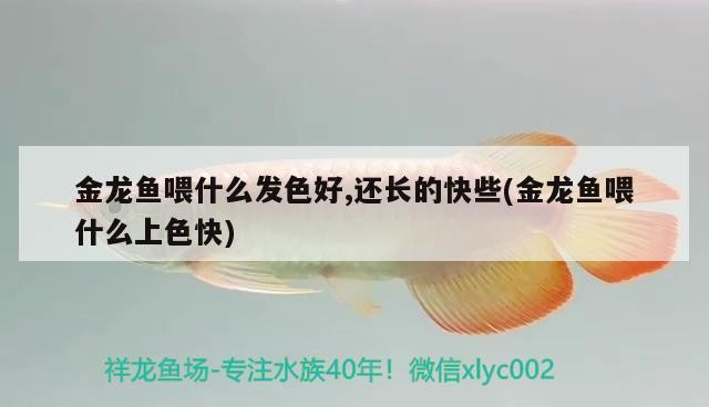 金龍魚喂什么發色好,還長的快些(金龍魚喂什么上色快)