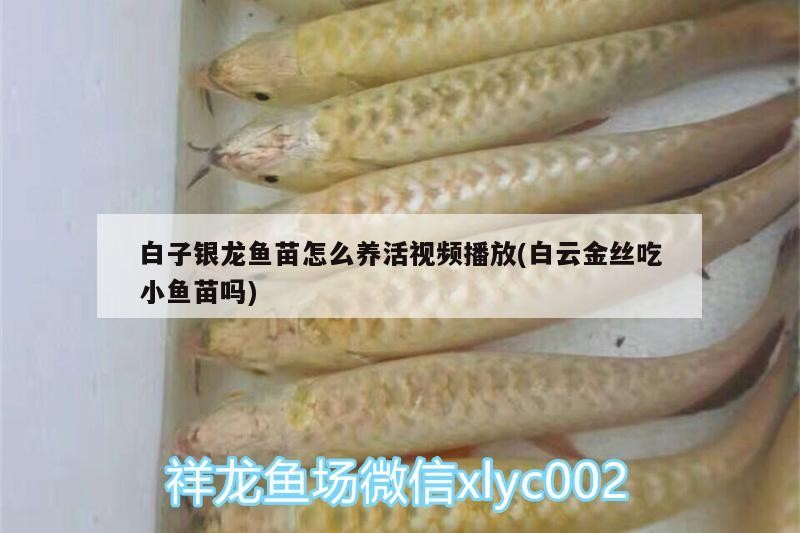 長株潭內收30以內過背龍魚最好魚缸定制定做0左右和小虎苗