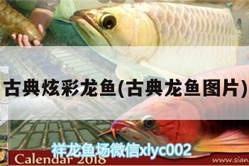 長株潭內收30以內過背龍魚最好魚缸定制定做0左右和小虎苗